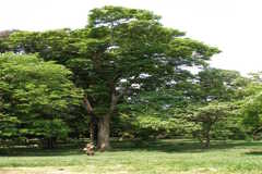 Sterculia foetida